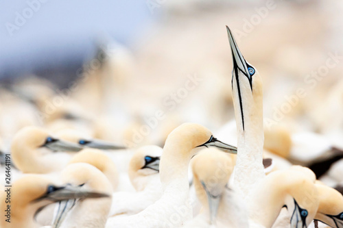 Cape Gannets (Morus capensis) at colony of Bird Island Nature Reserve in Lambert?s Bay, South Africa.