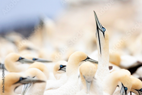 Canvastavla Cape Gannets (Morus capensis) at colony of Bird Island Nature Reserve in Lambert?s Bay, South Africa