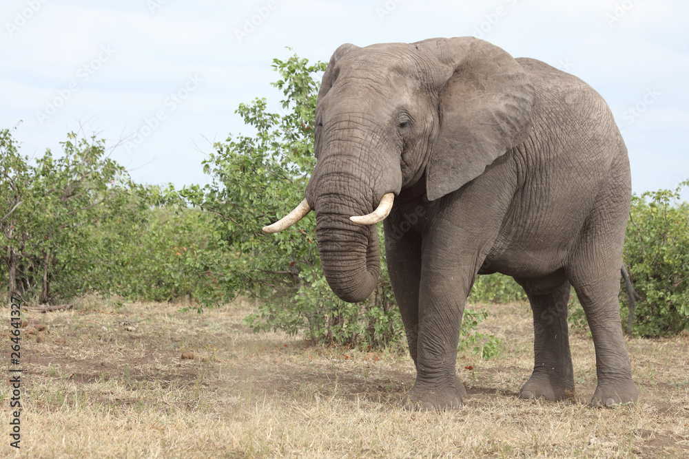 Afrikanischer Elefant / African elephant / Loxodonta africana