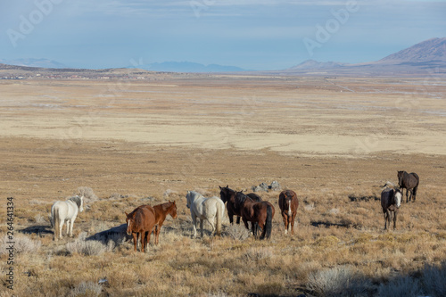 Herd of Wild Horses in Winter © natureguy