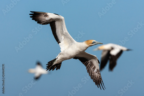 Three Cape Gannets (Morus capensis) flying over the colony of Bird Island Nature Reserve in Lambert?s Bay, South Africa. Flying over the colony against a blue sky as a background. photo