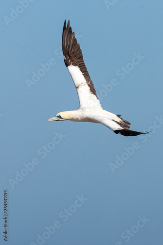 Cape Gannet (Morus capensis) flying over the colony of Bird Island Nature Reserve in Lambert?s Bay, South Africa. Flying over the colony against a blue sky as a background. photo