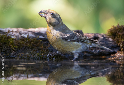 Female type Common Crossbill (Loxia curvirostra) drinking from forest pool in pine forest in Spanish pre-Pyrenees. Individual with two wing bars. © AGAMI