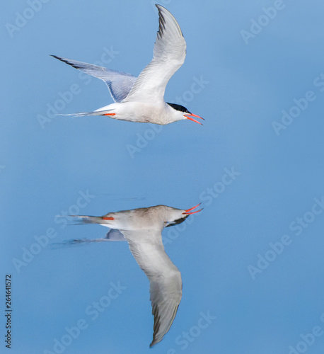 Adult Common Tern flying over salt pans near Skala Kalloni on the island of Lesvos, Greece. With perfect reflection in the water.