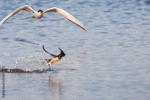 Adult Common Tern (Sterna hirundo) flying low over saltpans near Skala Kalloni on the Mediterranean island of Lesvos, Greece. Chasing Barn Swallow away (in the front). photo