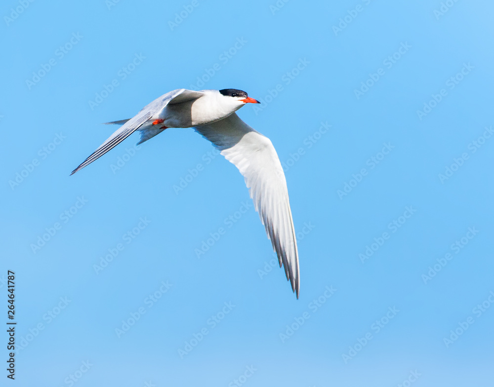 Fototapeta premium Adult Common Tern (Sterna hirundo) flying over freshwater pond near Skala Kalloni on the Mediterranean island of Lesvos, Greece, against a perfect blue sky.