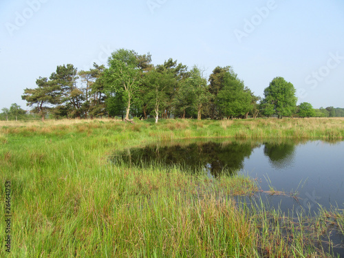 Small lake in the Delleboersterheide, Oldeberkoop, Friesland, Netherlands. Trees reflecting in the water.