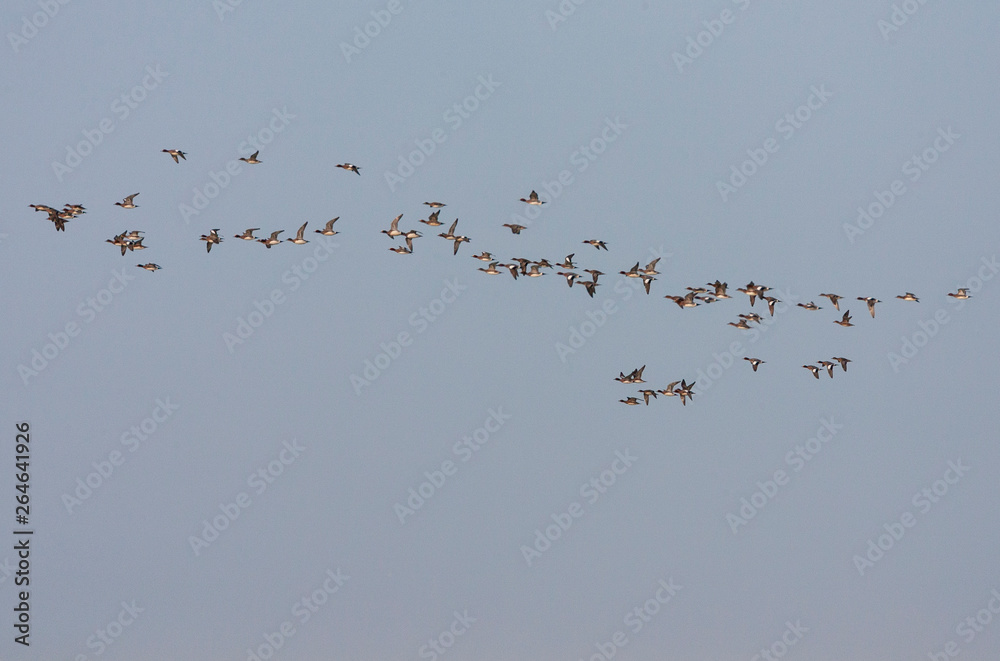 Large flock of migrating Eurasian Wigeons (Anas penelope), during autumn, passing the North sea coast off Katwijk in the Netherlands. Large flock of migrating Eurasian Wigeons (Anas penelope), during autumn, passing the North sea coast off Katwijk in the Netherlands.