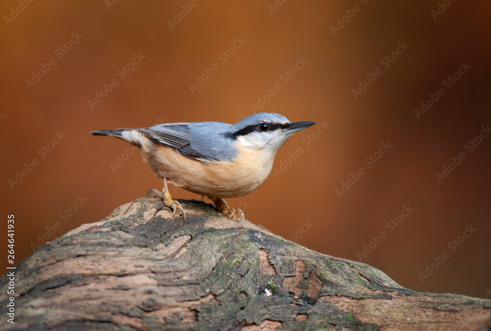Eurasian Nuthatch (Sitta europaea) in the Netherlands. Bird looking alert to some sound. Bird perched on a log against a reddish brown autumn colored background.