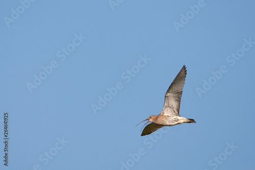 Adult Eurasian Curlew (Numenius arquata) in bridal flight, singing, on Wadden Island Schiermonnikoog in the Netherlands.