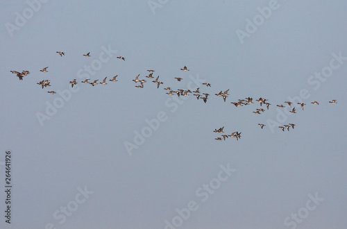 Large flock of migrating Eurasian Wigeons (Anas penelope), during autumn, passing the North sea coast off Katwijk in the Netherlands. © AGAMI