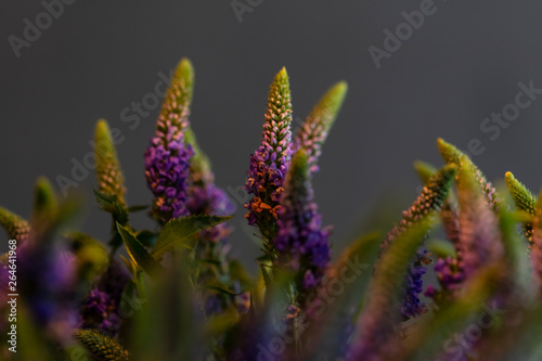 bouquet of veronica