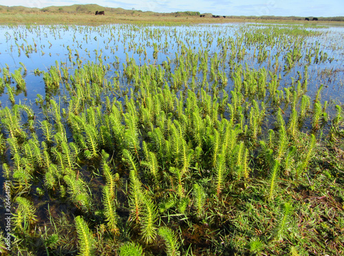 Small green aquatic plants sticking out of the water in ?de Nederlanden? on Wadden island Texel in the Netherlands. Domestic cattle in the background. photo