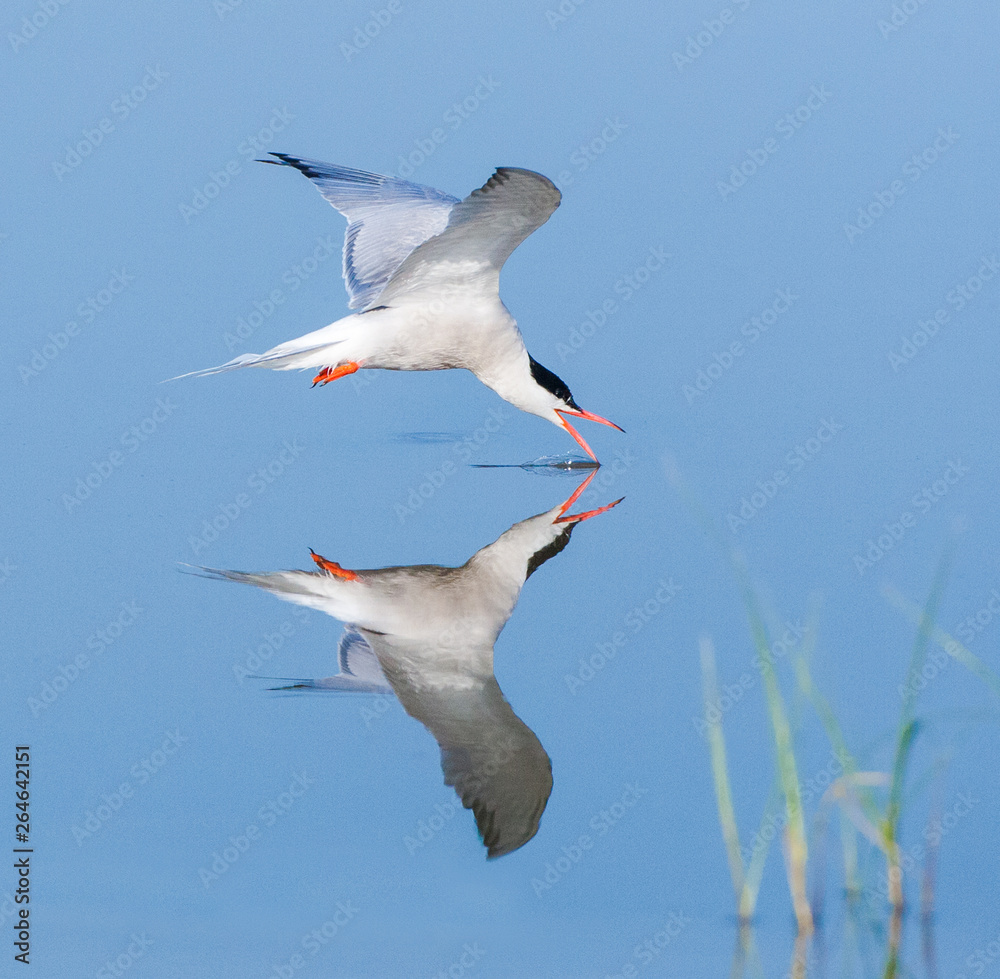 Adult Common Tern (Sterna hirundo) drinking from mirror flat freshwater lake in flight near Skala Kalloni on the Mediterranean island of Lesvos, Greece. Adult Common Tern (Sterna hirundo) drinking from mirror flat freshwater lake in flight near Skala Kalloni on the Mediterranean island of Lesvos, Greece.