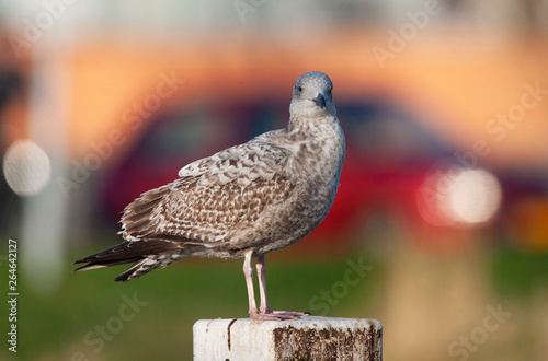 Second-year European Herring Gull (Larus argentatus) standing on a wooden pole in urban area the Netherlands. Car and bycle passing by in the background. photo