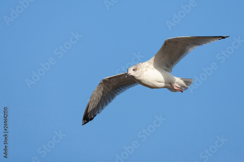 Third-year European Herring Gull  Larus argentatus  in Katwijk in the Netherlands. Drifting on the air along the coast  seen from below.