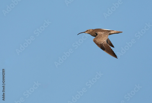 Adult Eurasian Whimbrel (Numenius phaeopus) in flight in the Netherlands. Passing by, almost on eye level, showing upper wing.