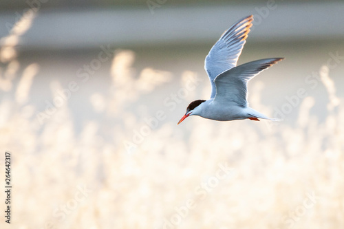 Adult Common Tern (Sterna hirundo) flying over saltpans near Skala Kalloni on the Mediterranean island of Lesvos, Greece. With backlight flying in front of reed. photo