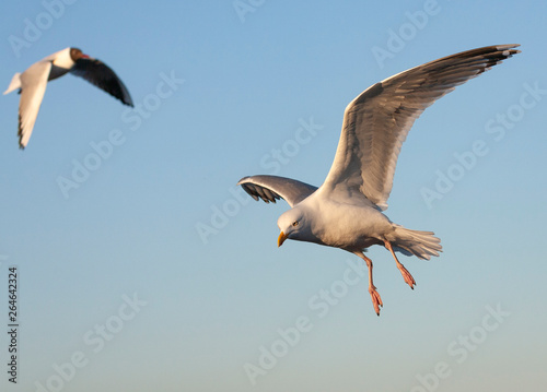 Adult European Herring Gull  Larus argentatus  following the ferry to Wadden island Texel in the Netherlands. Flying bird above the sea  with Black-headed Gull in the background.