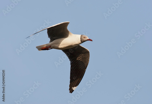 Adult Grey-headed Gull (Larus cirrocephalus poiocephalus) in flight photo