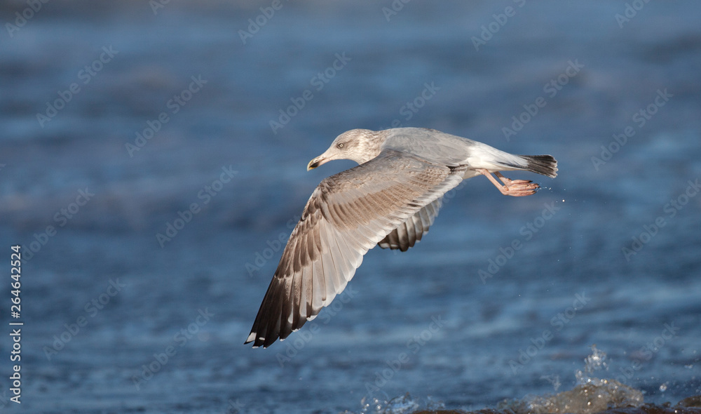Second-winter European Herring Gull (Larus argentatus) flying over the north sea surf off the coast of Katwijk in the Netherlands. Second-winter European Herring Gull (Larus argentatus) flying over the north sea surf off the coast of Katwijk in the Netherlands.