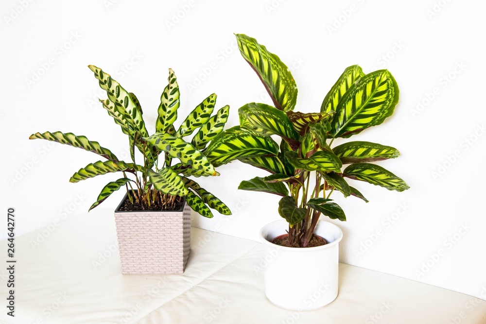 Fototapeta premium Urwaldpflanze Calathea