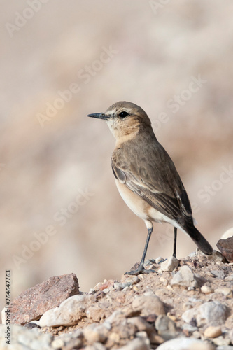 Isabelline Wheatear (Oenanthe isabelline) during spring migration in Israel.