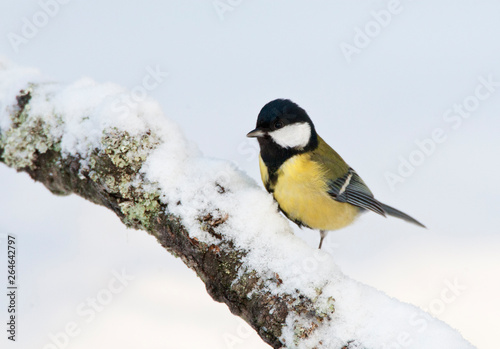 Great Tit (Parus major) in cold setting in Finland.