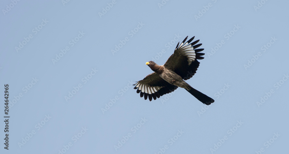 Obraz premium Western Grey Plantain-eater (Crinifer piscator) flying above Abuko Forest in the Gambia.