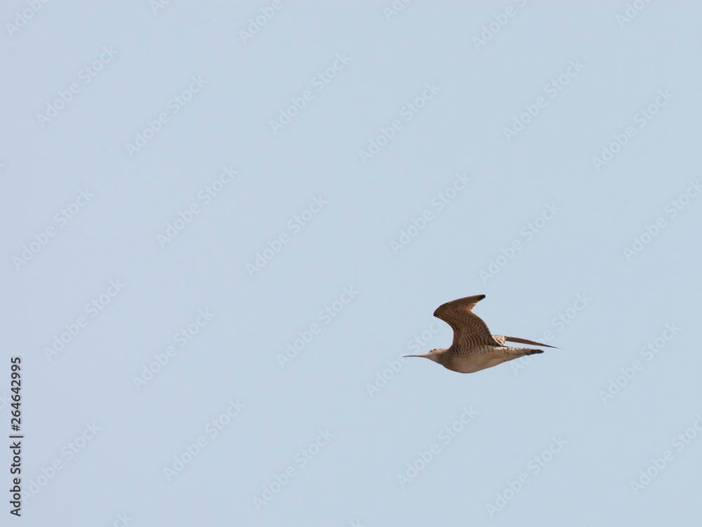 Obraz premium Little curlew in flight