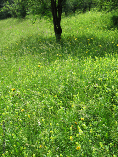 Nature reserve and walking area Gerendal, Limburg, Netherlands. Open area on a hill with open woodland covered with wild plants and flowers. photo