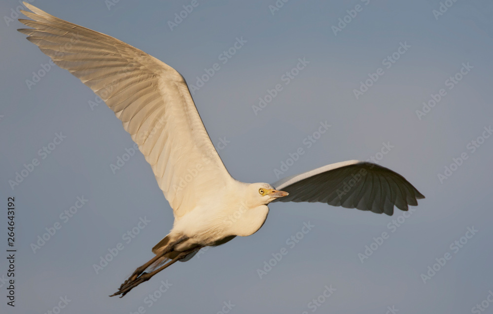 Obraz premium Intermediate Egret (Egretta intermedia) in flight over Gambian coast.