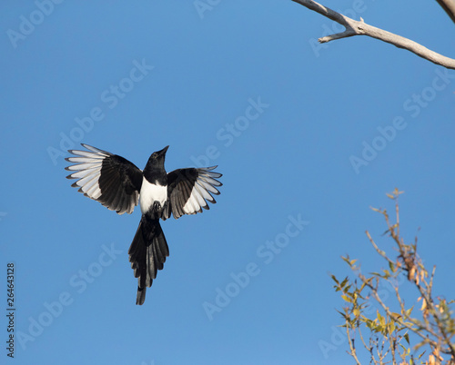 Eurasian Magpie (Pica pica) in flight in Bulgaria. Flying upwards towards its perch, a branch in a tree. © AGAMI