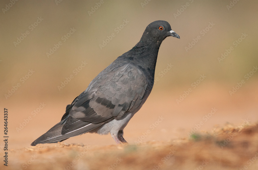 Possible Feral Pigeon (Columba) at drinking pool near Belchite in central Spain. Side view of bird standing on the ground in summer, was in mixed group of wild Rock Pigeons. Possible Feral Pigeon (Columba) at drinking pool near Belchite in central Spain. Side view of bird standing on the ground in summer, was in mixed group of wild Rock Pigeons.