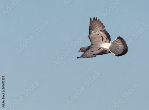 Wild Rock Pigeon (Columba livia) at drinking pool near Belchite in central Spain. Flying past, showing upper parts and rump. © AGAMI