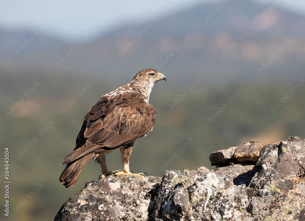 Fototapeta premium Adult Bonelli's Eagle (Aquila fasciata) perched on a rock in Extremadura Spain