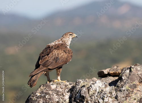 Adult Bonelli's Eagle (Aquila fasciata) perched on a rock in Extremadura Spain