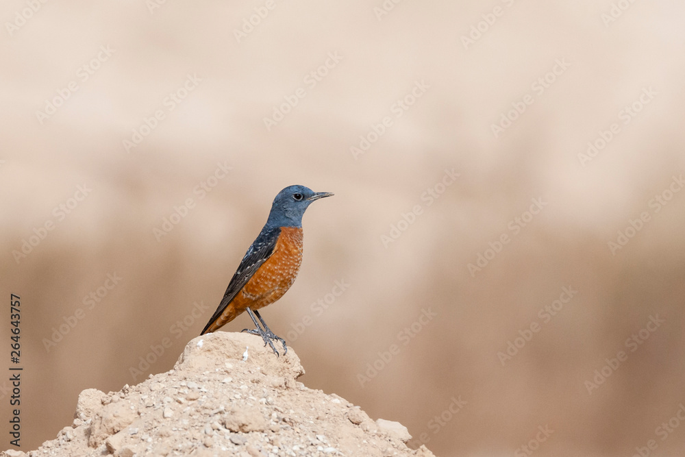 Fototapeta premium Male Rufous-tailed Rock Thrush (Monticola saxatilis) during spring migration at Yotvata, Israel