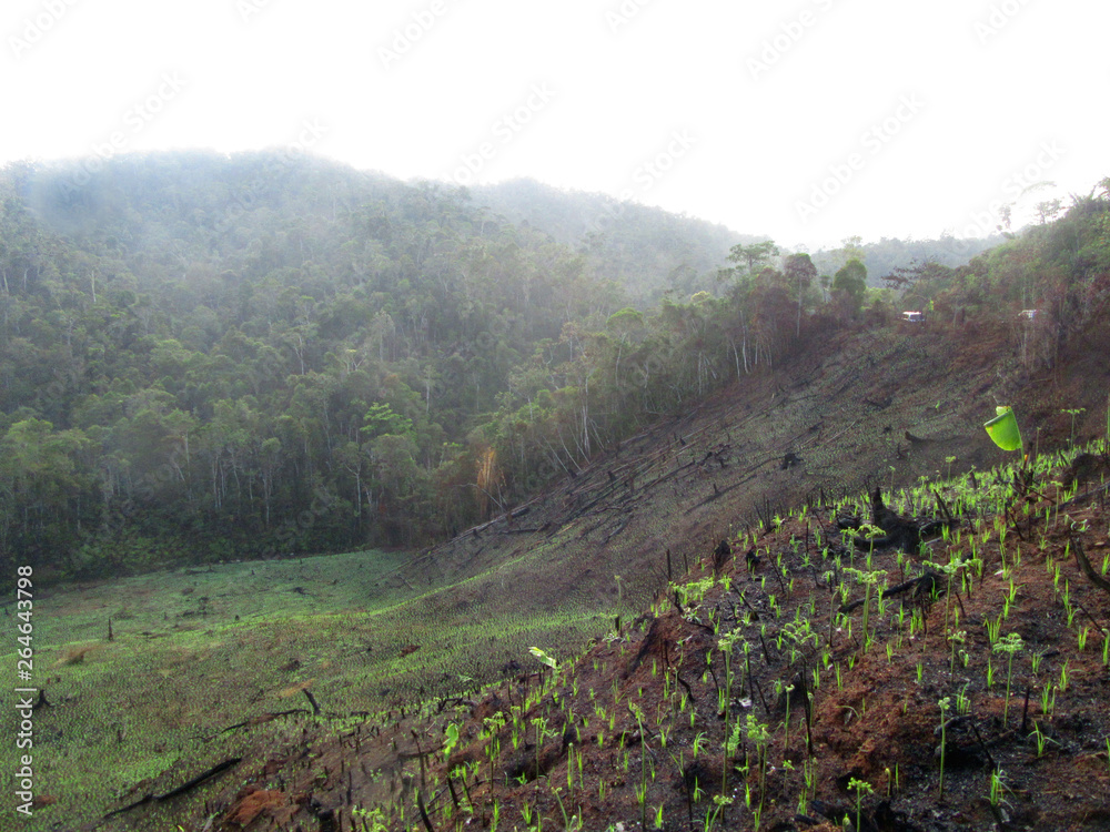 Φωτογραφία Slash and burn agriculture near the entrance of Andasibe-Mantadia National Park in Madagascar