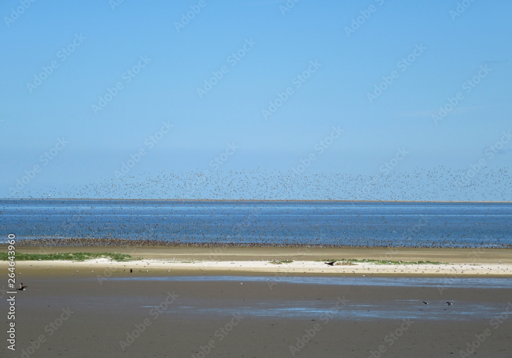Wadden Sea coast of Texel, a Dutch island in the north of the Netherlands. Wadden Sea coast of Texel, a Dutch island in the north of the Netherlands.