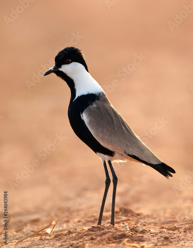 Adult Spur-winged Plover (Vanellus spinosus) standing along the shore of a sewage pond in the Gambia against a brown natural background.