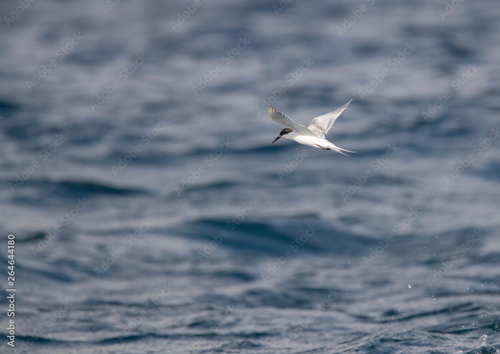 First-winter Roseate Tern (Sterna dougallii) in flight over the Atlantic ocean off the island Graciosa in the Azores. First-winter Roseate Tern (Sterna dougallii) in flight over the Atlantic ocean off the island Graciosa in the Azores.