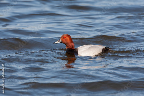 Adult Common Pochard (Aythya ferina) during spring swimming in the freshwater lake Starrevaart near Leidschendam in the Netherland.