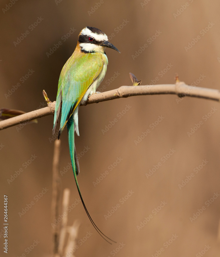 Fototapeta premium Adult White-throated Bee-eater (Merops albicollis) sitting on a branch in th Gambia.