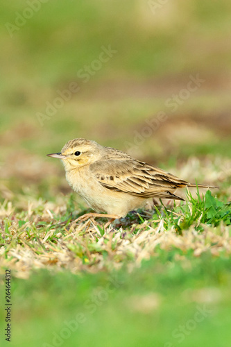 Adult Tawny Pipit (Anthus campestris) during spring migration in a citypark in Eilat, Israel.