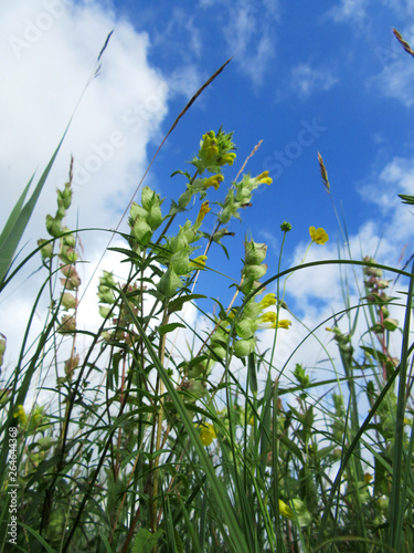 Wild grass in wetland in the Weerribben, Overijssel, Netherlands, seen from below. 