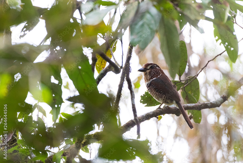 Obraz premium Short-legged Ground-Roller (Brachypteracias leptosomus) perched in a tree in Madagascar.