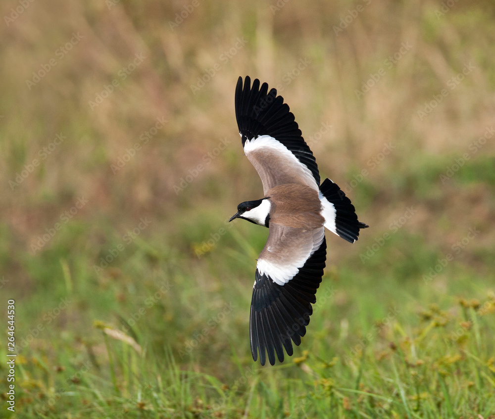 Spur-winged Plover (Vanellus spinosus) in flight over a swamp in the Gambia.
