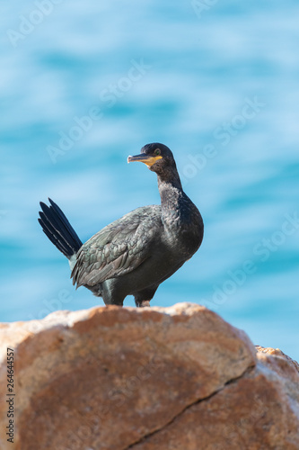 Mediterranean Shag  Phalacrocorax aristotelis desmarestii  at the coast of Calella in Catalonia  Spain. Adult in winter plumage standing on a rock with a cocked tail.