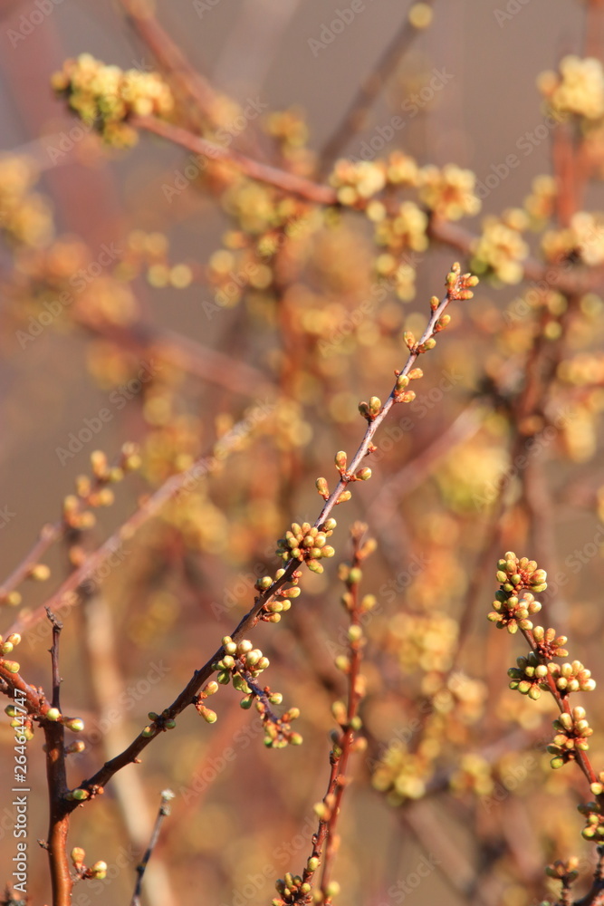background of spring Buds of blackthorn or sloe, Prunus spinosa specie background of spring Buds of blackthorn or sloe, Prunus spinosa specie